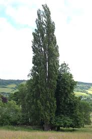 Attēlu rezultāti vaicājumam “Populus nigra Italica”