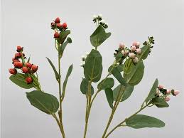 Attēlu rezultāti vaicājumam “Hypericum perforatum fruit”