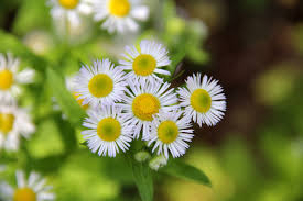 Attēlu rezultāti vaicājumam “Erigeron annuus flower”
