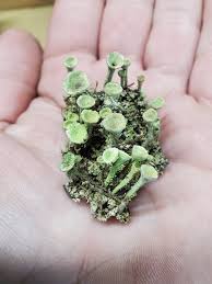 Attēlu rezultāti vaicājumam “Cladonia pyxidata”