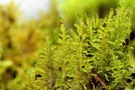 Attēlu rezultāti vaicājumam “Palustriella”