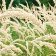 Attēlu rezultāti vaicājumam “Calamagrostis purpurea fruit”