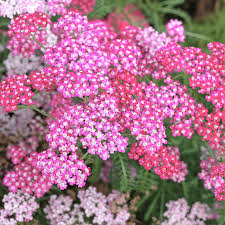 Attēlu rezultāti vaicājumam “Achillea millefolium flower”