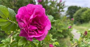 Attēlu rezultāti vaicājumam “Rosa villosa”