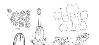 Attēlu rezultāti vaicājumam “Leiocolea rutheana cells”
