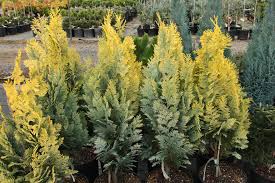 Attēlu rezultāti vaicājumam “Chamaecyparis lawsoniana”