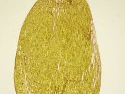 Attēlu rezultāti vaicājumam “Plagiothecium latebricola”