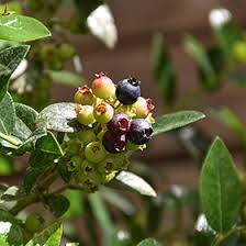 Attēlu rezultāti vaicājumam “Vaccinium angustifolium”