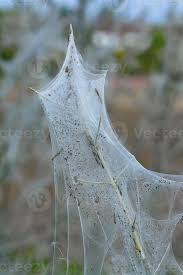 Attēlu rezultāti vaicājumam “Yponomeutidae”