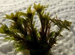 Attēlu rezultāti vaicājumam “Mnium hornum sporophyte”