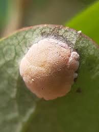 Attēlu rezultāti vaicājumam “Exobasidiales”