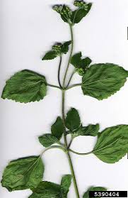 Image result for Ageratum conyzoides