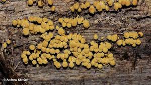 Attēlu rezultāti vaicājumam “Hemitrichia clavata stalked”