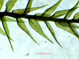 Attēlu rezultāti vaicājumam “Amblystegium serpens sporophyte”