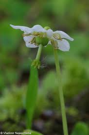 Attēlu rezultāti vaicājumam “Moneses uniflora fruit”