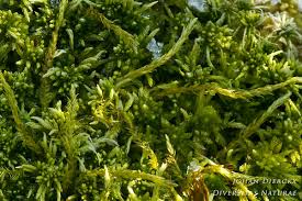 Attēlu rezultāti vaicājumam “Straminergon stramineum”