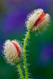 Attēlu rezultāti vaicājumam “Papaver rhoeas”