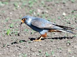 Image result for Falco vespertinus