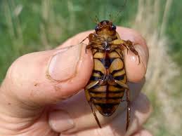 Attēlu rezultāti vaicājumam “Dytiscus dimidiatus”