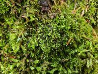 Attēlu rezultāti vaicājumam “Taxiphyllum wissgrillii”