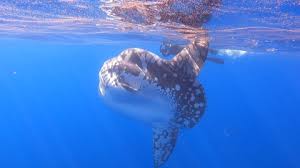 Image result for Mola alexandrini