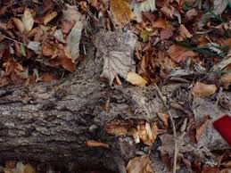 Attēlu rezultāti vaicājumam “Andricus quercuscorticis”