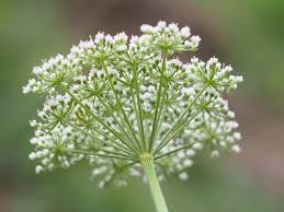 Attēlu rezultāti vaicājumam “Selinum carvifolia”