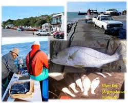 Image result for Argyrosomus inodorus