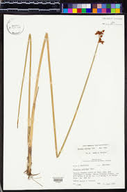 Attēlu rezultāti vaicājumam “Schoenoplectus lacustris subsp. glaucus fruit”