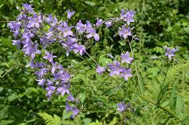 Image result for Campanula formanekiana