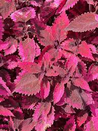 Attēlu rezultāti vaicājumam “Labiatae”