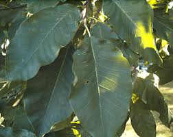 Attēlu rezultāti vaicājumam “Magnolia acuminata leaf”