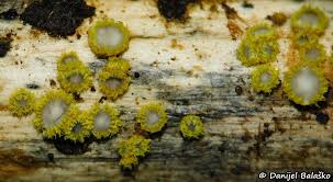 Attēlu rezultāti vaicājumam “Physarum sulphureum macro”