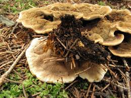 Attēlu rezultāti vaicājumam “Onnia tomentosa”