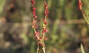 Attēlu rezultāti vaicājumam “Rumex acetosa bud”
