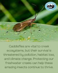 Attēlu rezultāti vaicājumam “Trichoptera”