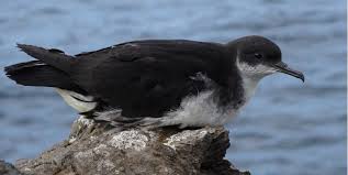 Image result for Puffinus puffinus