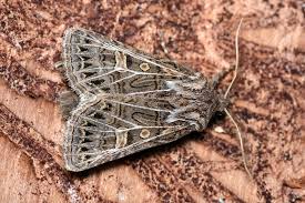 Attēlu rezultāti vaicājumam “Tholera decimalis male”