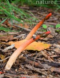 Attēlu rezultāti vaicājumam “Mutinus caninus”