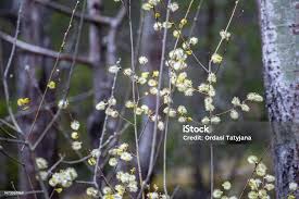 Attēlu rezultāti vaicājumam “Salix caprea bud”