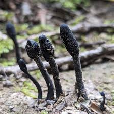 Attēlu rezultāti vaicājumam “Cordyceps ophioglossoides”