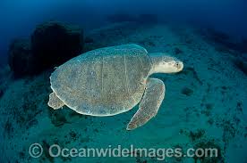 Image result for Lepidochelys kempii