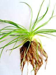 Attēlu rezultāti vaicājumam “Isoetes lacustris”