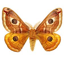 Attēlu rezultāti vaicājumam “Saturnia pavonia”