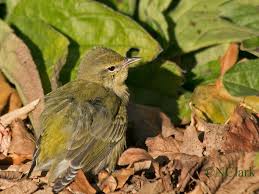 Image result for Vermivora peregrina