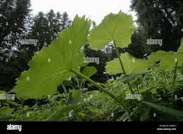 Attēlu rezultāti vaicājumam “Petasites spurius leaf”