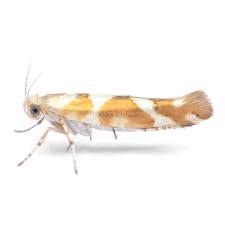 Attēlu rezultāti vaicājumam “Argyresthia goedartella”