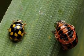 Attēlu rezultāti vaicājumam “Propylea quatuordecimpunctata”