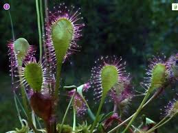 Attēlu rezultāti vaicājumam “Drosera anglica fruit”
