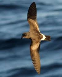 Image result for Oceanodroma castro